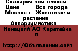 Скалярия коя темная › Цена ­ 50 - Все города, Москва г. Животные и растения » Аквариумистика   . Ненецкий АО,Каратайка п.